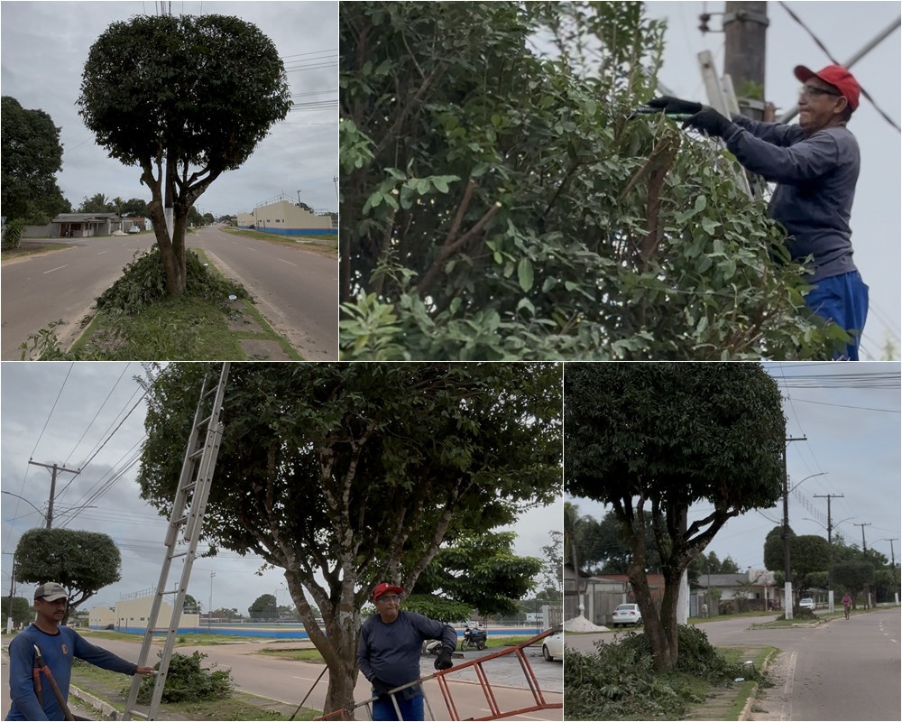 PREFEITURA EM AÇÃO - MANUTENÇÃO DE ARVORES